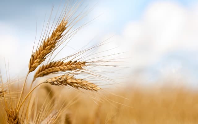 Aguia Resources’ phosphate fertiliser excels in wheat crop testing