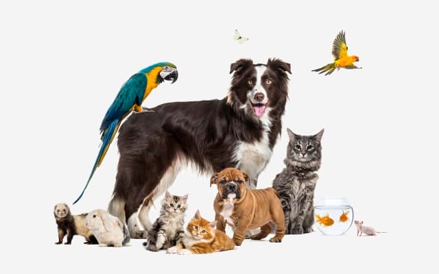 Where to find pet care stocks amid a paw-city of choice